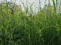 Carex ligerica 4, Rivierduinzegge, Saxifraga-Hans Boll