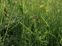 Carex ligerica 5, Rivierduinzegge, Saxifraga-Hans Boll