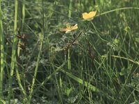 Carex ligerica 6, Rivierduinzegge, Saxifraga-Hans Boll