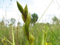 Carex muskingumensis 4, Palmzegge, Saxifraga-Rutger Barendse