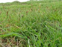 Carex praecox 3, Vroege zegge, Saxifraga-Hans Grotenhuis