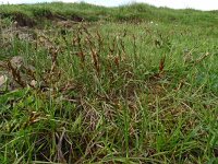 Carex praecox 7, Vroege zegge, Saxifraga-Hans Grotenhuis