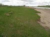 Carex praecox 8, Vroege zegge, Saxifraga-Hans Grotenhuis