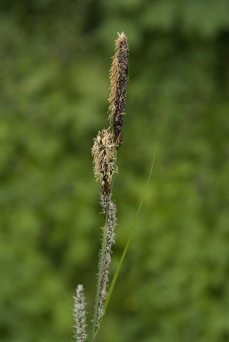 Craex Riparia Carex riparia, Pond Sedge