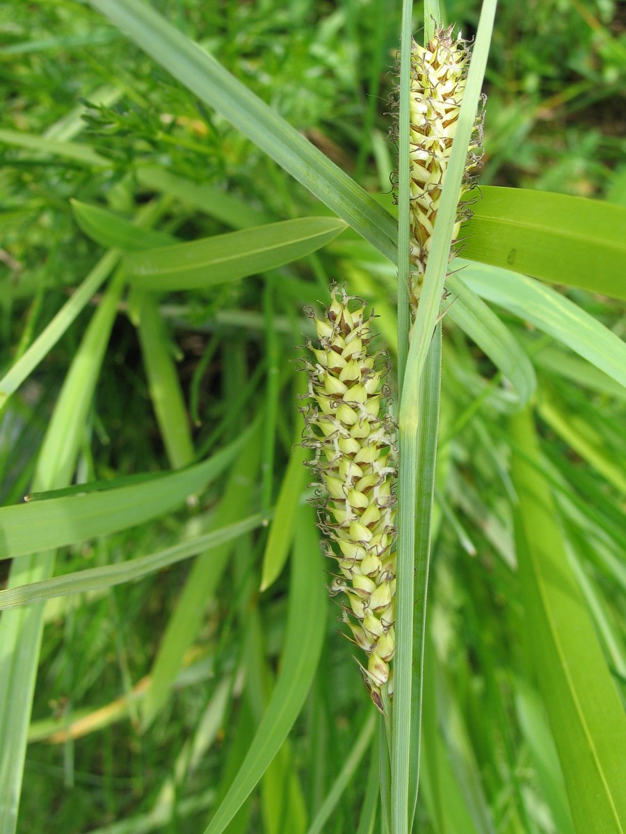 Craex Riparia Carex riparia, Pond Sedge