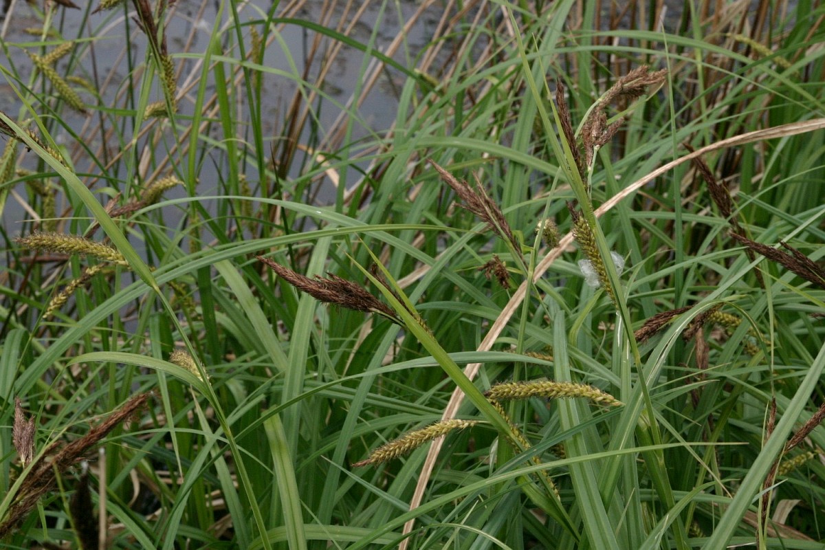 Craex Riparia Carex riparia, Pond Sedge