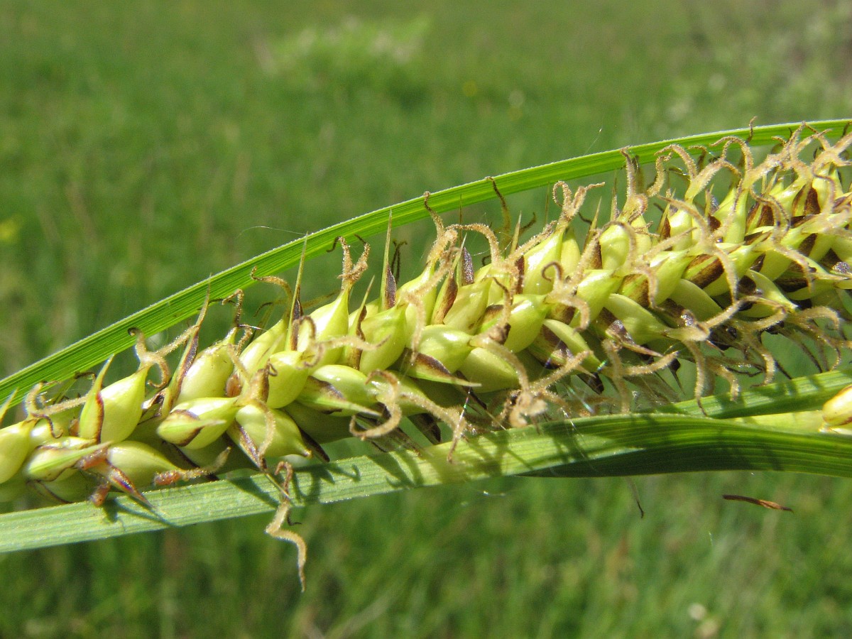 Carex riparia, Pond Sedge