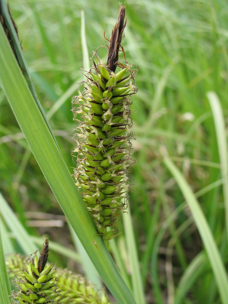 Craex Riparia Carex riparia, Pond Sedge