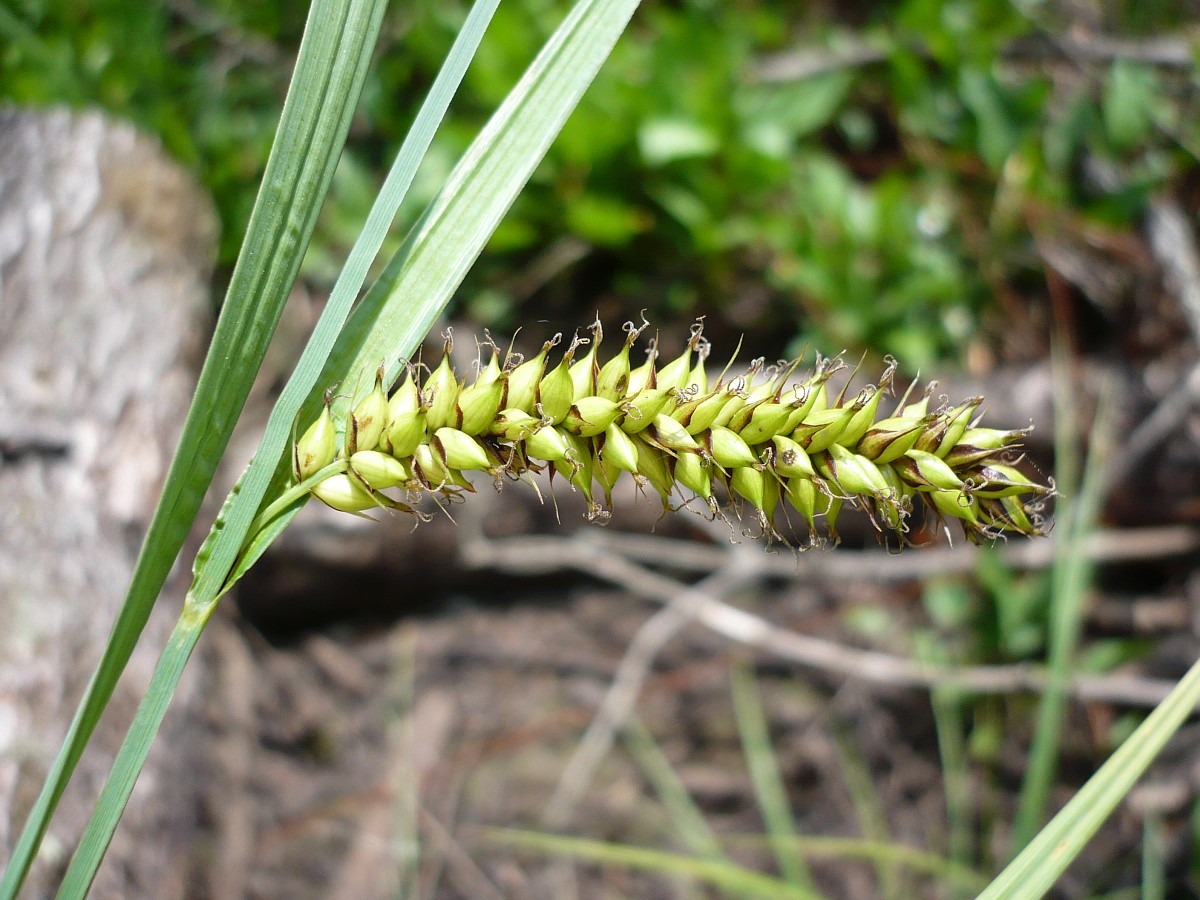 Carex riparia, Pond Sedge