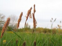 Carex tomentosa 7, Viltzegge, Saxifraga-Rutger Barendse