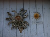 Carlina acanthifolia 14, Saxifraga-Dirk Hilbers