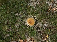 Carlina acanthifolia 15, Saxifraga-Dirk Hilbers