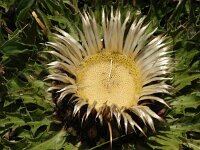Carlina acanthifolia 3, Saxifraga-Jasenka Topic