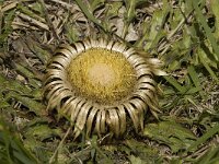 Carlina acanthifolia 7, Saxifraga-Jan van der Straaten