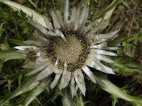 Carlina acaulis ssp acaulis 3, Saxifraga-Willem van Kruijsbergen