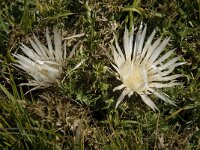 Carlina acaulis ssp acaulis 7, Saxifraga-Willem van Kruijsbergen