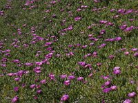 Carpobrotus acinaciformis 11, Saxifraga-Willem van Kruijsbergen