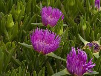 Carpobrotus acinaciformis 14, Saxifraga-Jan van der Straaten