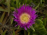 Carpobrotus acinaciformis 15, Saxifraga-Jan van der Straaten
