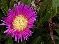 Carpobrotus acinaciformis 16, Saxifraga-Jan van der Straaten