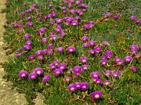 Carpobrotus acinaciformis 21, Saxifraga-Hans Grotenhuis