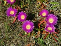 Carpobrotus acinaciformis 24, Saxifraga-Hans Grotenhuis