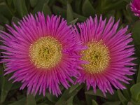 Carpobrotus acinaciformis 4, Saxifraga-Willem van Kruijsbergen
