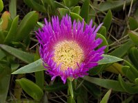 Carpobrotus acinaciformis 9, Saxifraga-Willem van Kruijsbergen