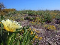 Carpobrotus edulis 12, Saxifraga-Jeroen Willemsen