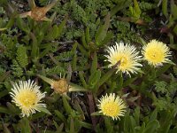 Carpobrotus edulis 3, Saxifraga-Willem van Kruijsbergen
