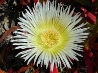 Carpobrotus edulis 33, Saxifraga-Hans Grotenhuis
