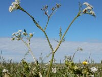 Carum carvi 10, Karwij, Saxifraga-Ed Stikvoort
