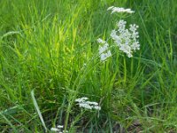 Carum carvi 7, Karwij, Saxifraga-Ed Stikvoort