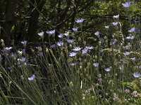 Catananche caerulea 2, Saxifraga-Marijke Verhagen