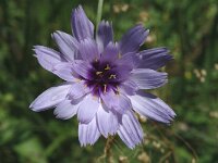 Catananche caerulea 4, Saxifraga-Marijke Verhagen