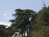 Cedrus atlantica 11, Saxifraga-Jan van der Straaten