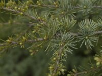 Cedrus atlantica 13, Saxifraga-Willem van Kruijsbergen