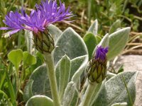 Centaurea achtarovi 5, Saxifraga-Harry Jans  Centaurea achtarovii