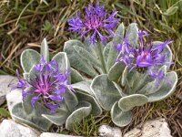 Centaurea achtarovi 7, Saxifraga-Harry Jans  Centaurea achtarovii