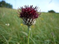 Centaurea atropurpurea 2, Saxifraga-Jasenka Topic