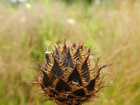 Centaurea atropurpurea 4, Saxifraga-Rutger Barendse