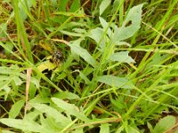 Centaurea atropurpurea 5, Saxifraga-Rutger Barendse