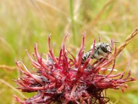 Centaurea atropurpurea 6, Saxifraga-Rutger Barendse
