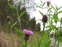 Centaurea debauxii 2, Saxifraga-Rutger Barendse