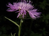 Centaurea jacea 15, Knoopkruid, Saxifraga-Jan van der Straaten