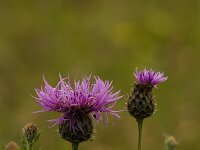 Knoopkruid  Knoopkruid - Centaurea jacea