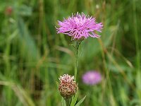 Centaurea jacea ssp angustifolia 6, Saxifraga-Jan van der Straaten