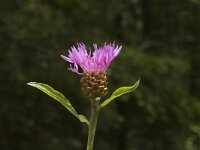 Centaurea jacea ssp jacea 10, Knoopkruid, Saxifraga-Jan van der Straaten