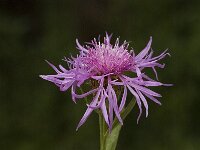 Centaurea jacea ssp jacea 11, Knoopkruid, Saxifraga-Jan van der Straaten