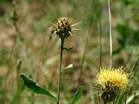 Centaurea nicaensis 2, Saxifraga-Dirk Hilbers
